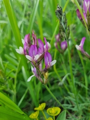Astragalus macropus