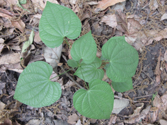Dioscorea tokoro