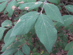 Lonicera praeflorens