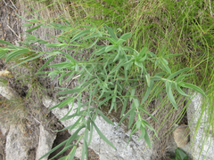 Gypsophila oldhamiana