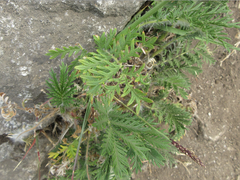 Potentilla chinensis