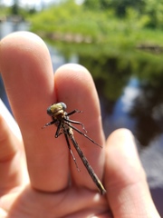 Phanogomphus descriptus