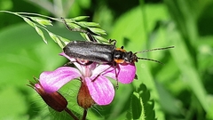 Cantharis obscura