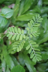 Phyllanthus