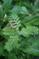 Phyllanthus