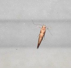 Pyroderces aellotricha