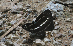 Neptis nata