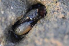 Myomenippe hardwickii