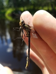 Phanogomphus descriptus