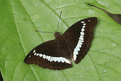 Bassarona teuta