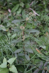 Euphorbia hirta
