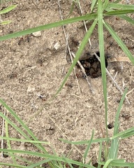 Myrmecocystus placodops