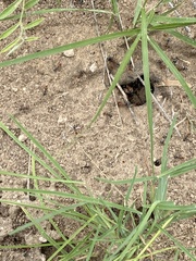 Myrmecocystus placodops