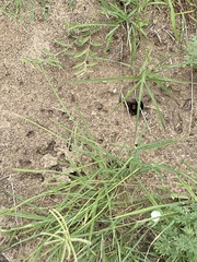 Myrmecocystus placodops