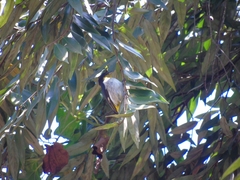 Hemithraupis flavicollis