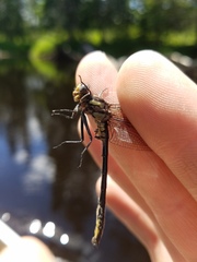 Phanogomphus descriptus