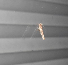 Pyroderces aellotricha