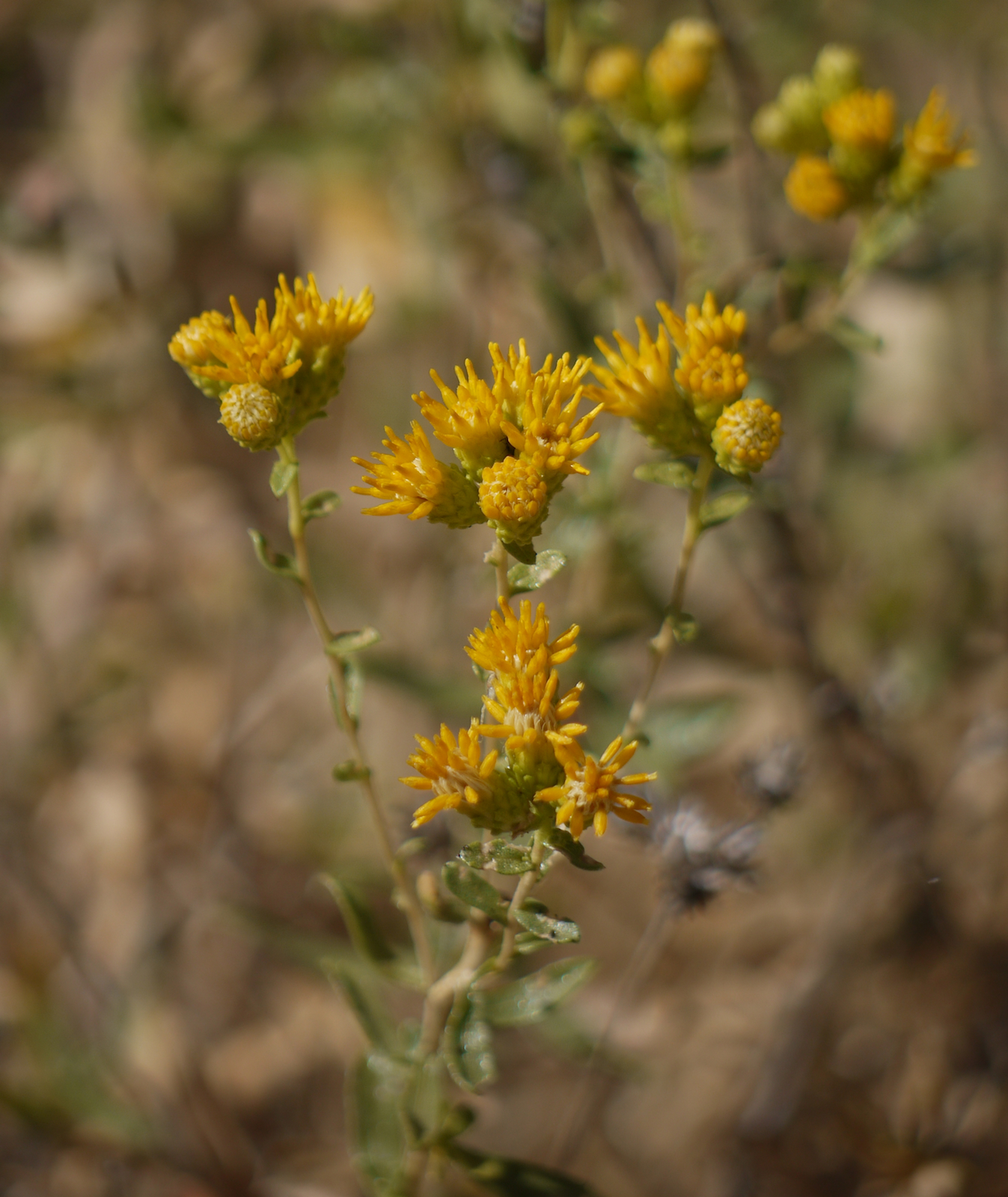 Isocoma acradenia