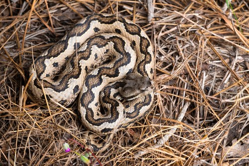 Lataste's Viper, Huelva, ES-AN, ES, photo 8 of 10