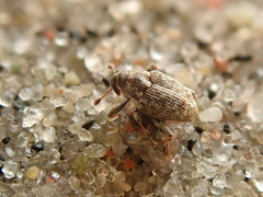 Poecilma capucinus