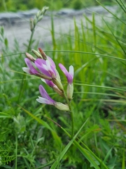 Astragalus macropus