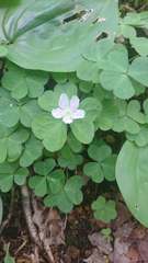 Oxalis montana image