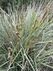Carex spissa