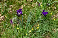 Iris bicapitata