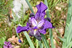 Iris bicapitata