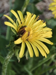 Taraxacum officinale