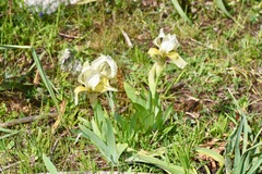 Iris bicapitata