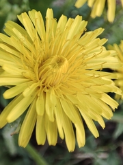 Taraxacum officinale