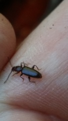 Cryptamorpha brevicornis