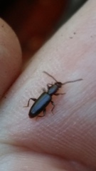 Cryptamorpha brevicornis