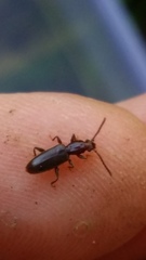 Cryptamorpha brevicornis