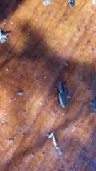 Cryptamorpha brevicornis