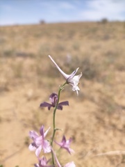 Delphinium camptocarpum