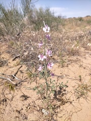 Delphinium camptocarpum
