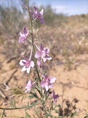 Delphinium camptocarpum