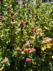 Halophytum ameghinoi