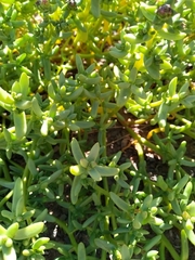 Halophytum ameghinoi