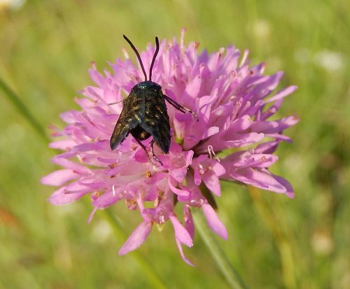 Knautia illyrica (Knautia illyrica)