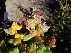 Halophytum ameghinoi