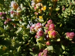 Halophytum ameghinoi