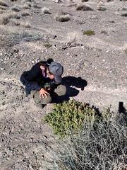 Halophytum ameghinoi