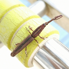 Hormocerus reticulatus