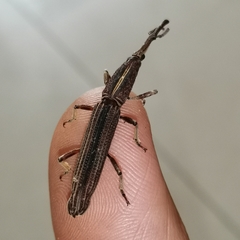 Hormocerus reticulatus