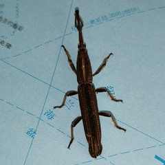 Hormocerus reticulatus