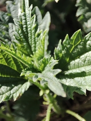 Urtica dioica
