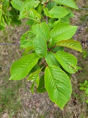 Prunus